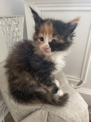 Full Pedigree Mainecoon kittens